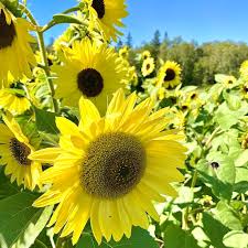 Tall Growing Lemon Yellow Sunflower Seeds for Summer Gardens