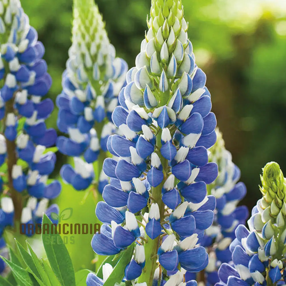 Tall lupin flower seeds for cottage gardens