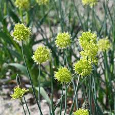 Tall Ornamental Allium Flower Seeds for Late Spring Blooms