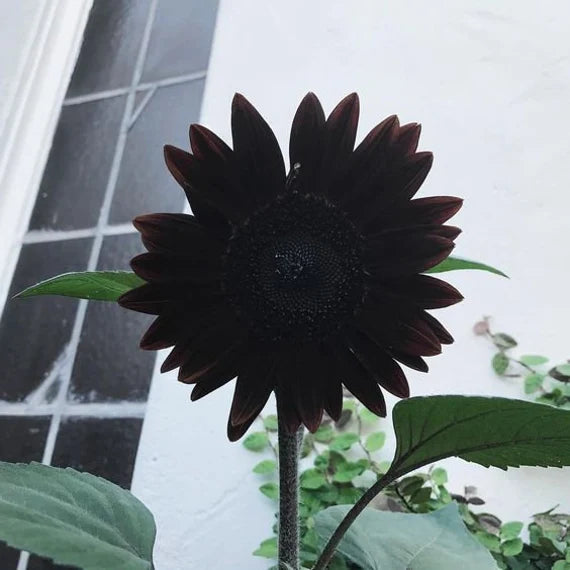 Tall sunflower plants grown from black seeds