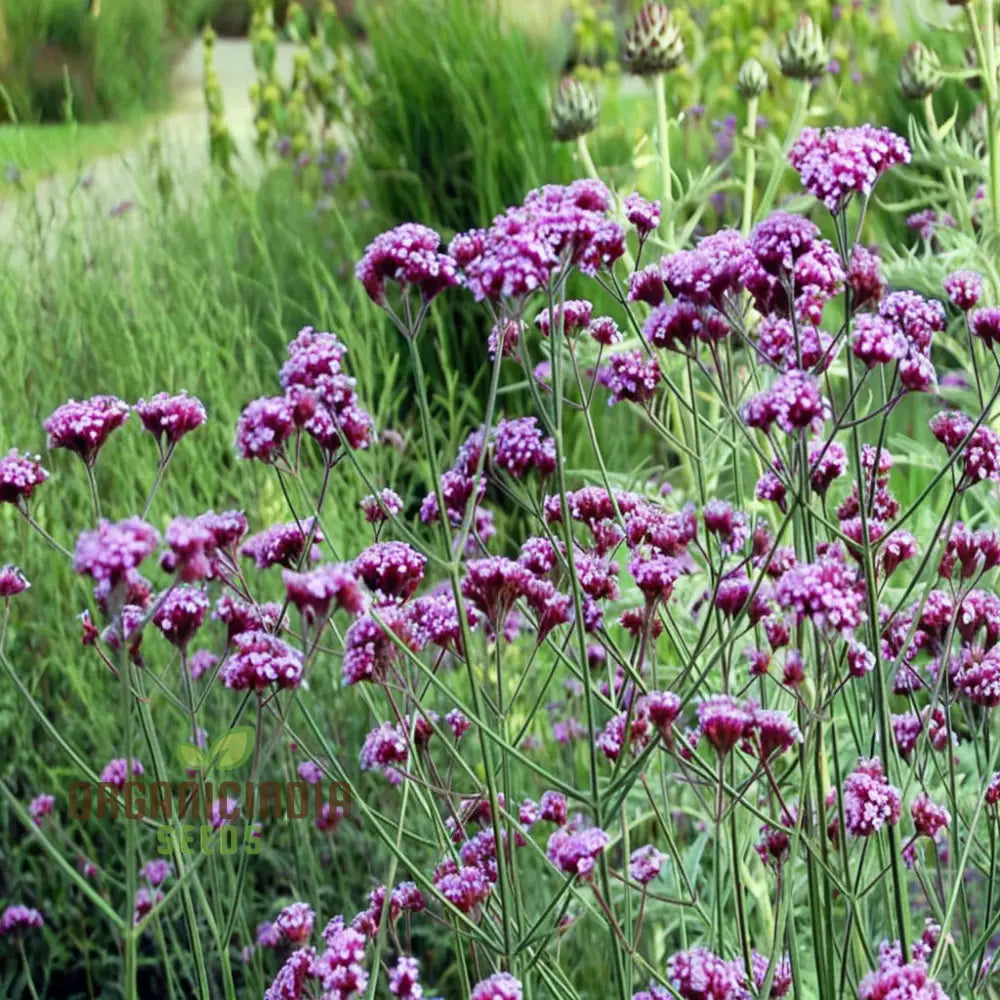 Tall Verbena seeds for garden landscaping