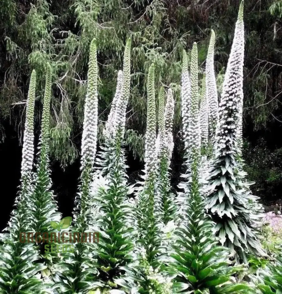 Non-GMO echium seeds tall flowering plants for gardens
