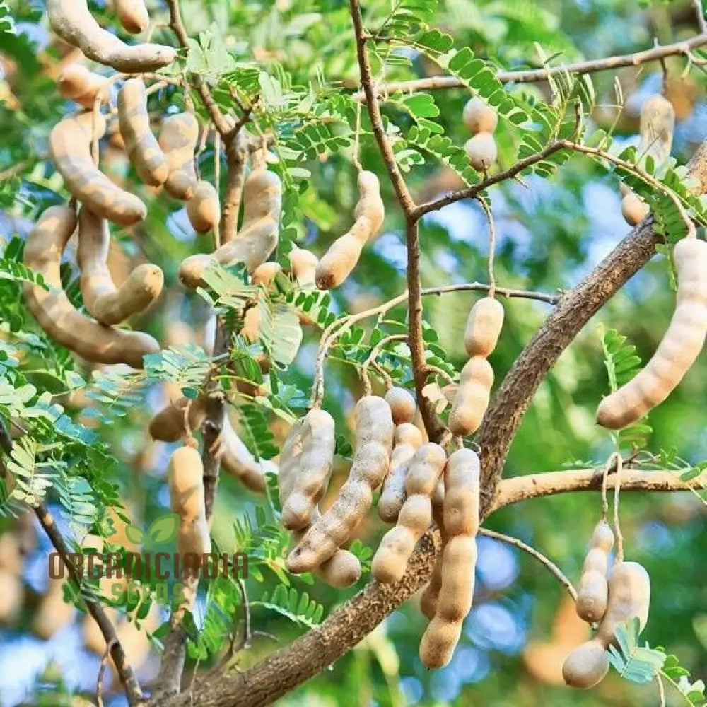 Tamarind pods maturing on tropical fruit tree