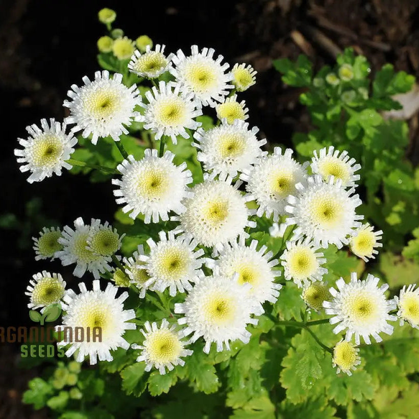 Tanacetum Parthenium Selma Star seeds packet for planting
