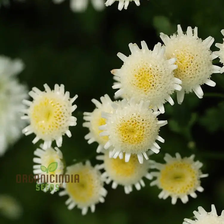 Tanacetum seeds plant growth stages in outdoor garden
