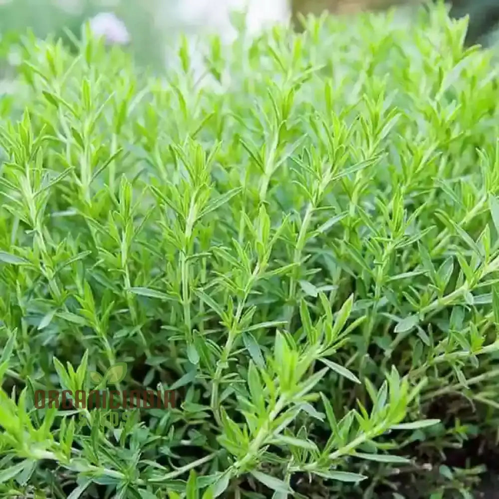 Tarragon Seeds for Indoor Herb Growing and Home Gardening