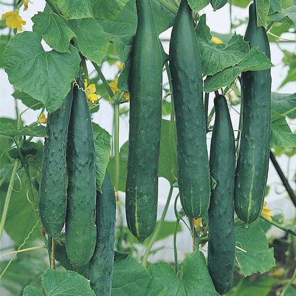 Mature Tasty Green Cucumber Plant with Crisp and Flavorful Cucumbers