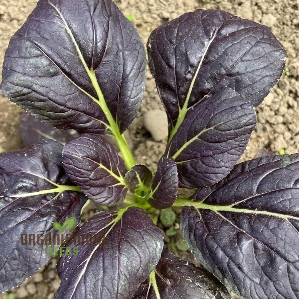 Fresh Red Tatsoi Leaves Close-Up from Non-GMO Seeds