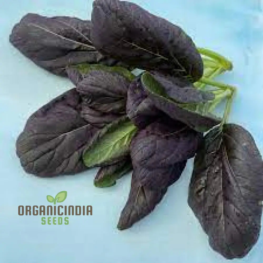 Red Tatsoi Seeds for Planting, Non-GMO Asian Greens for Home Garden