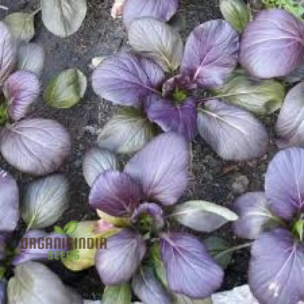 Tatsoi Viola Oriental Mustard F1 Seeds for Planting, Hybrid Asian Greens
