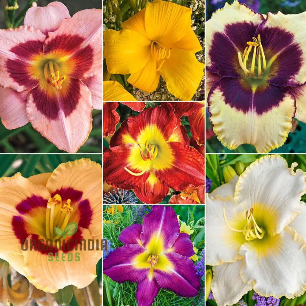 Tawny Daylily seeds rare hybrid miniature blooms
