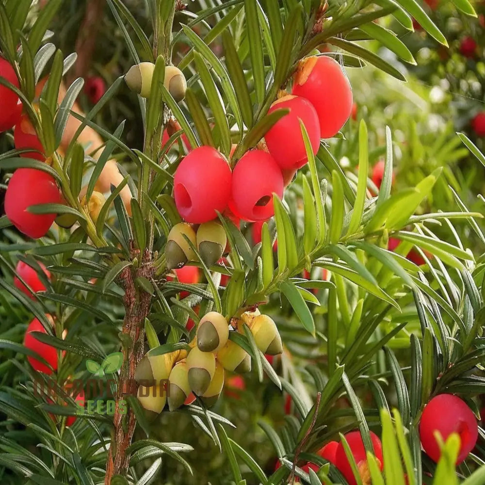 Taxus Baccata Tree Seeds For Planting - Premium Quality Yew 100 Pcs Plants