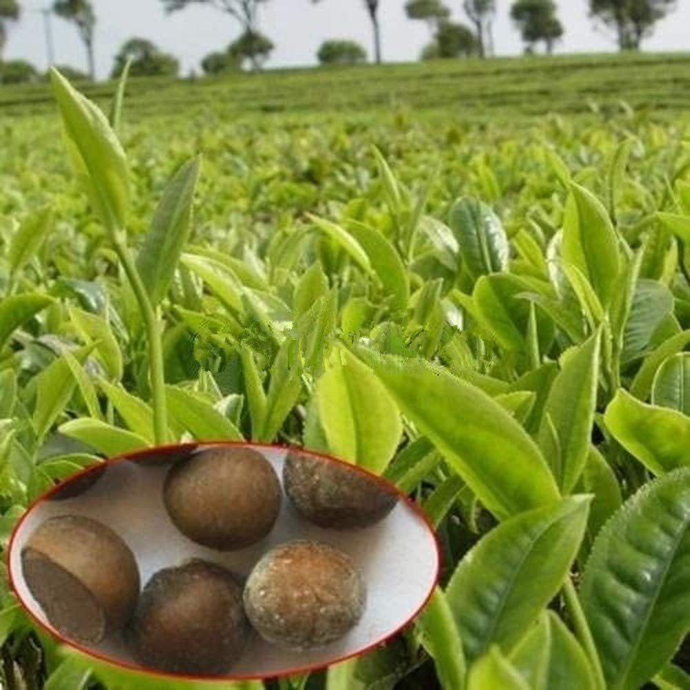 Tea Plant seeds for planting Non-GMO Camellia sinensis