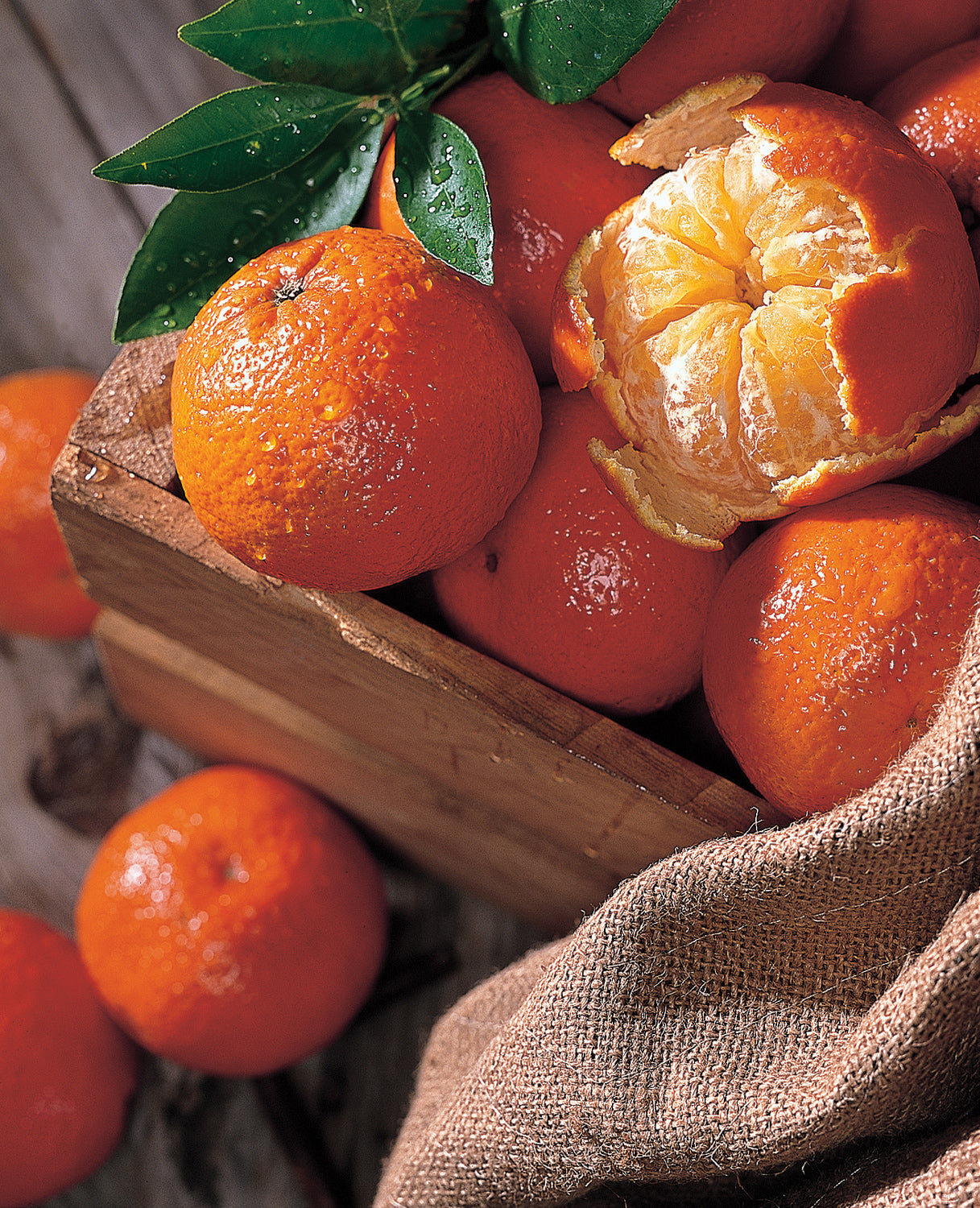 Temple orange tree growing in garden