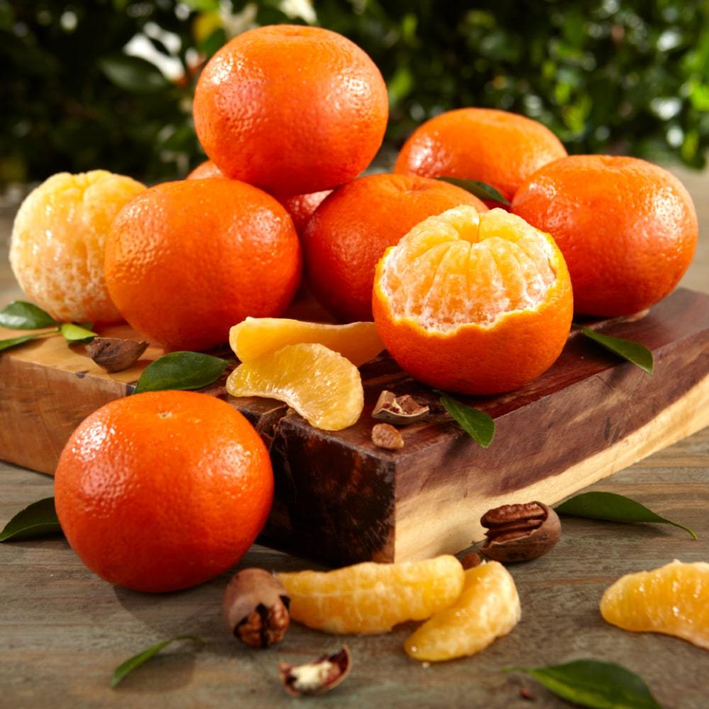 Semi di Temple Orange per piantare – Coltiva frutti di agrumi Tangor dolci e succosi