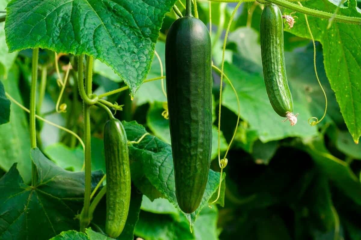 Mature Tendergreen Cucumber Vine with Smooth Crisp Fruits