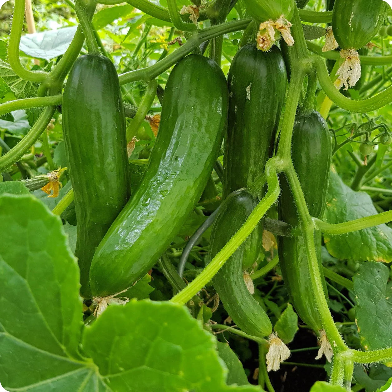 Tendergreen Cucumber Seeds Heirloom High-Yield Smooth Skin Variety
