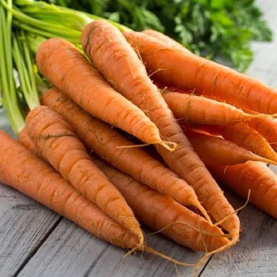 Mature Tendersweet Carrot Plant Producing Sweet Crisp Roots