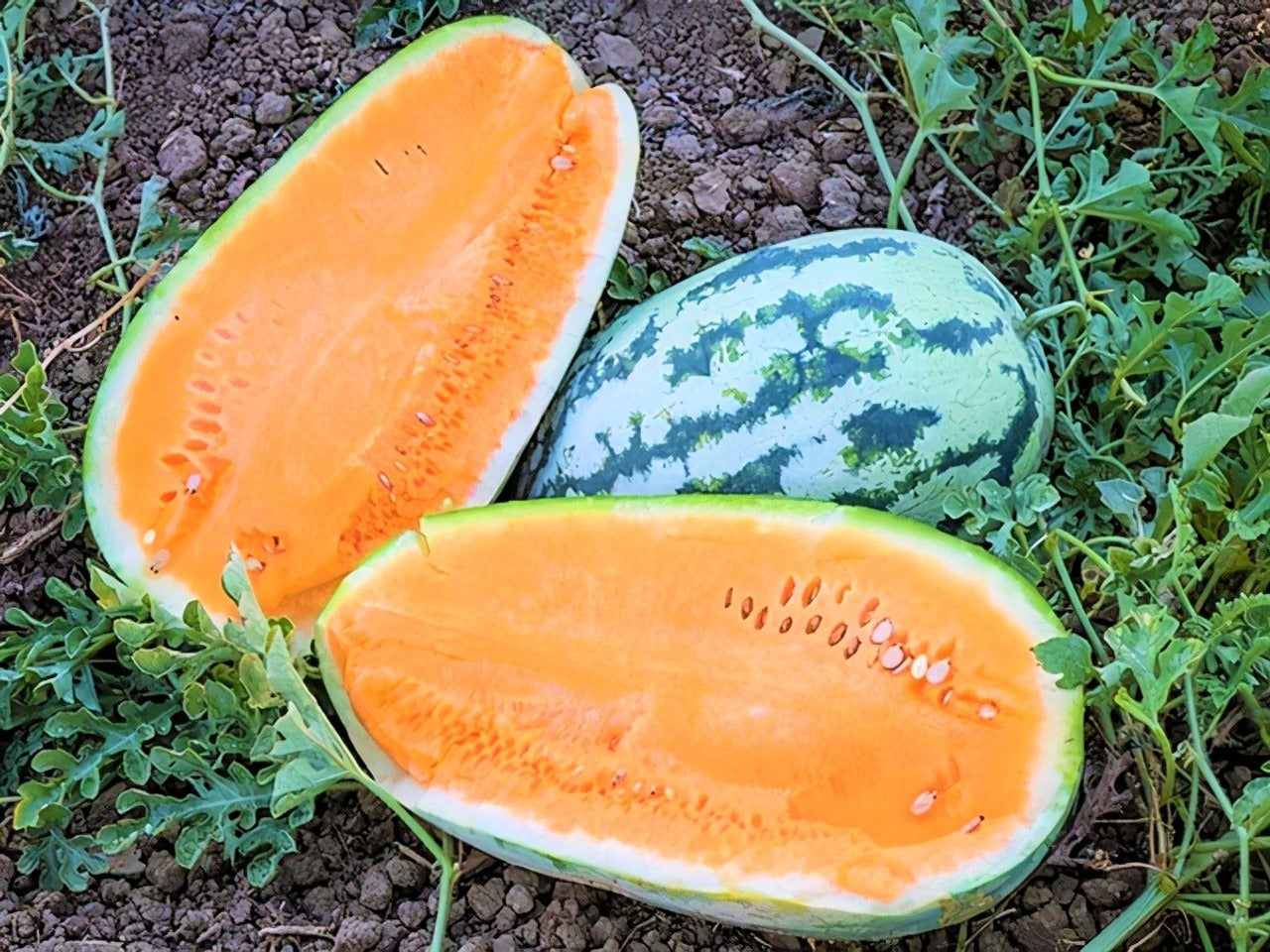 Premium Tendersweet Orange Watermelon seeds for planting