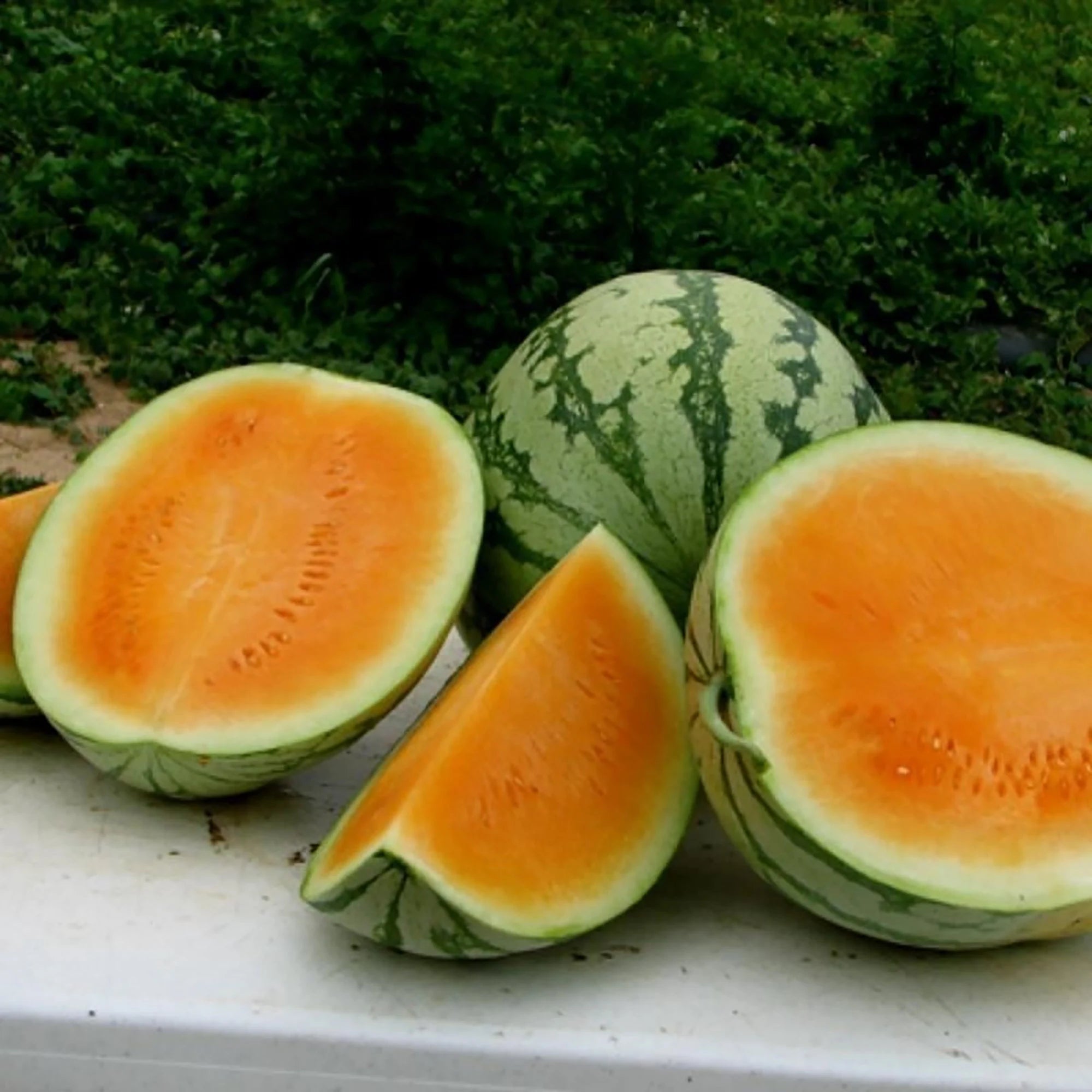 Tendersweet Orange Watermelon seeds non GMO