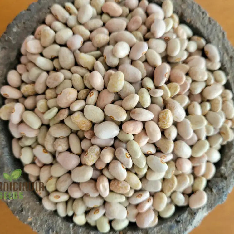 Mature Tepary Blue Bean Plant from Seeds, Bush or Climbing Variety