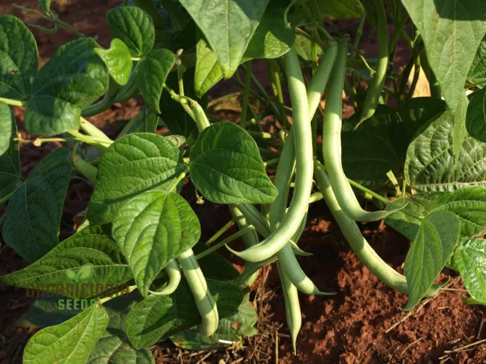 Close-Up of Tepary Blue Beans, Harvested from Seeds