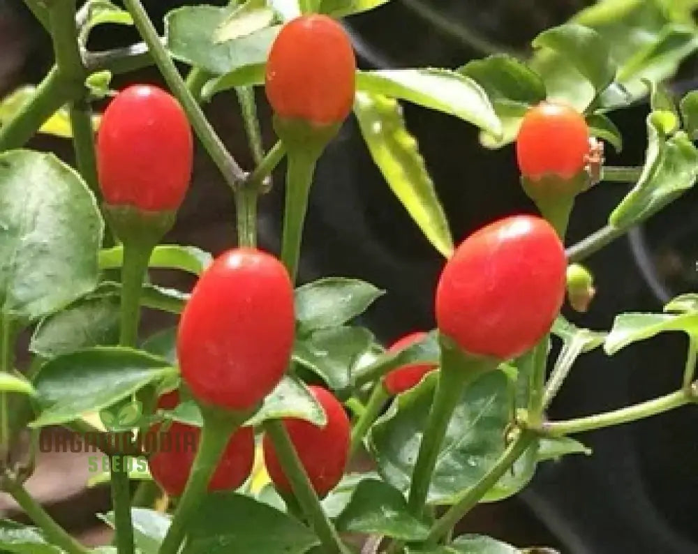 Tepin Chilli Peppers Growing on Plant, Tiny Fiery Hot Peppers