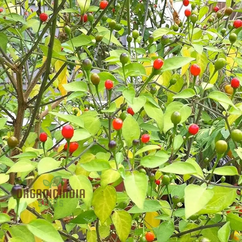Tepin Chilli Seeds for Planting, Non-GMO High-Quality Hot Pepper Seeds