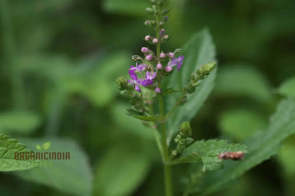 Teucrium Viscidum Seedlings Growing in Garden Soil