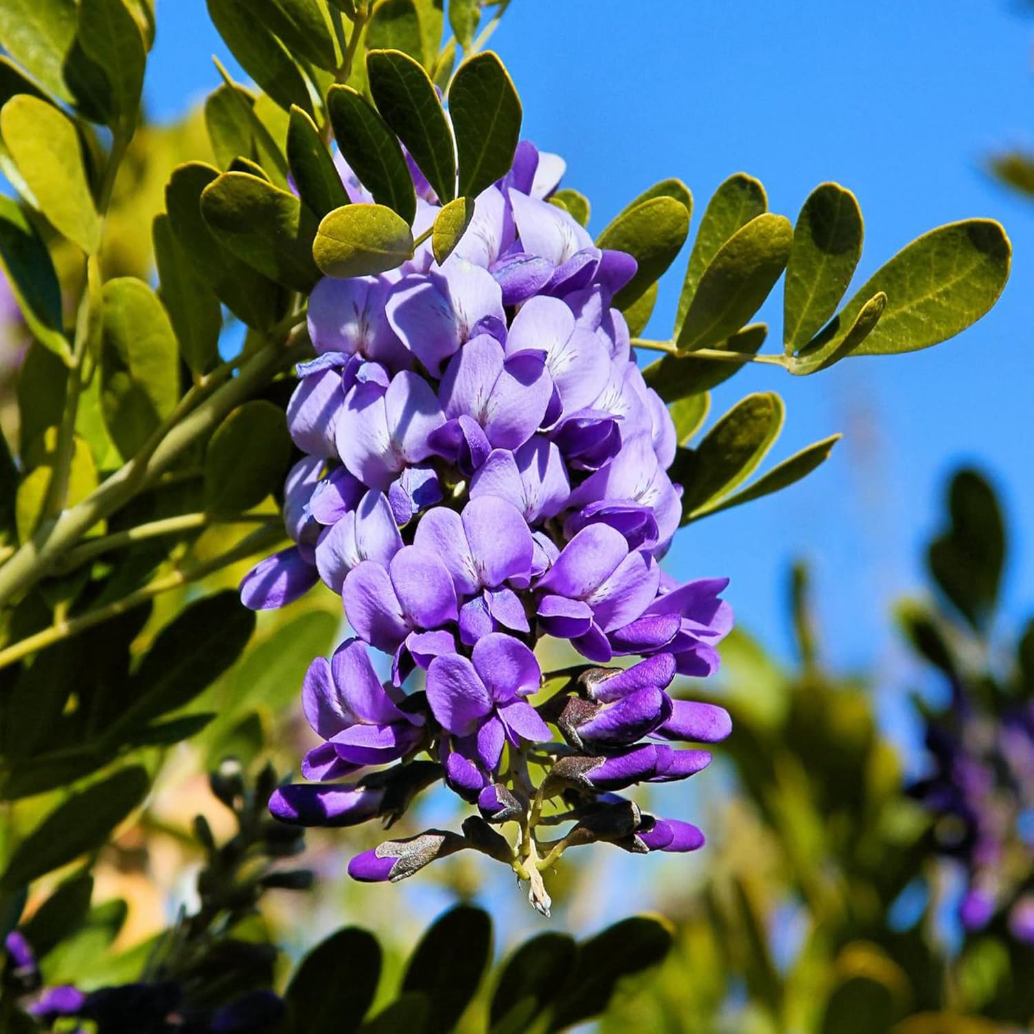 Evergreen Foliage of Texas Mountain Laurel Tree