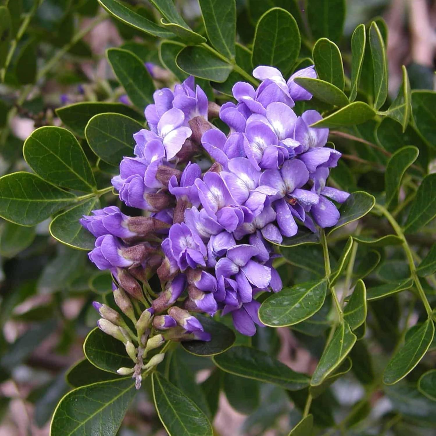 Texas Mountain Laurel Seedlings Growing in Nursery Tray
