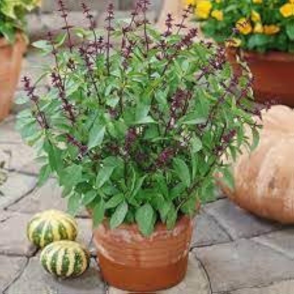 Thai Basil Seeds for Planting Aromatic Non-GMO Herb