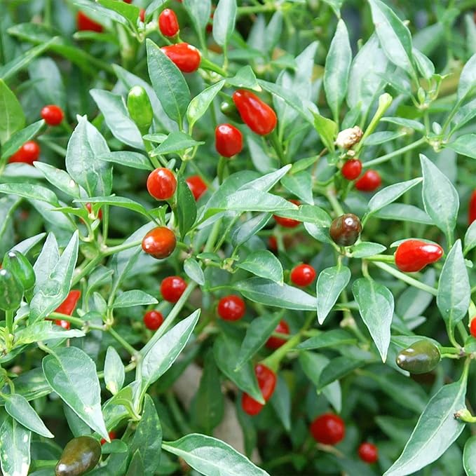 Thai Bird's Eye Chili Pepper Plants Growing in Garden Bed from Seeds