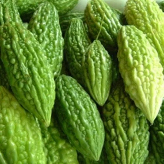 Thai Bitter Gourds on Vine Heirloom High-Yield Fruits