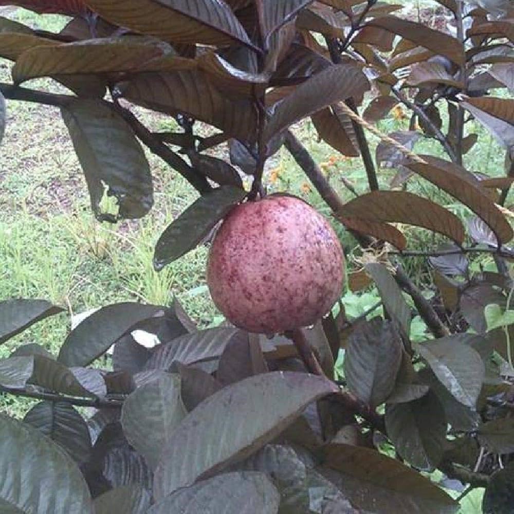Thai Maroon Guava Seeds for Planting – Grow Red-Skinned Tropical Guavas
