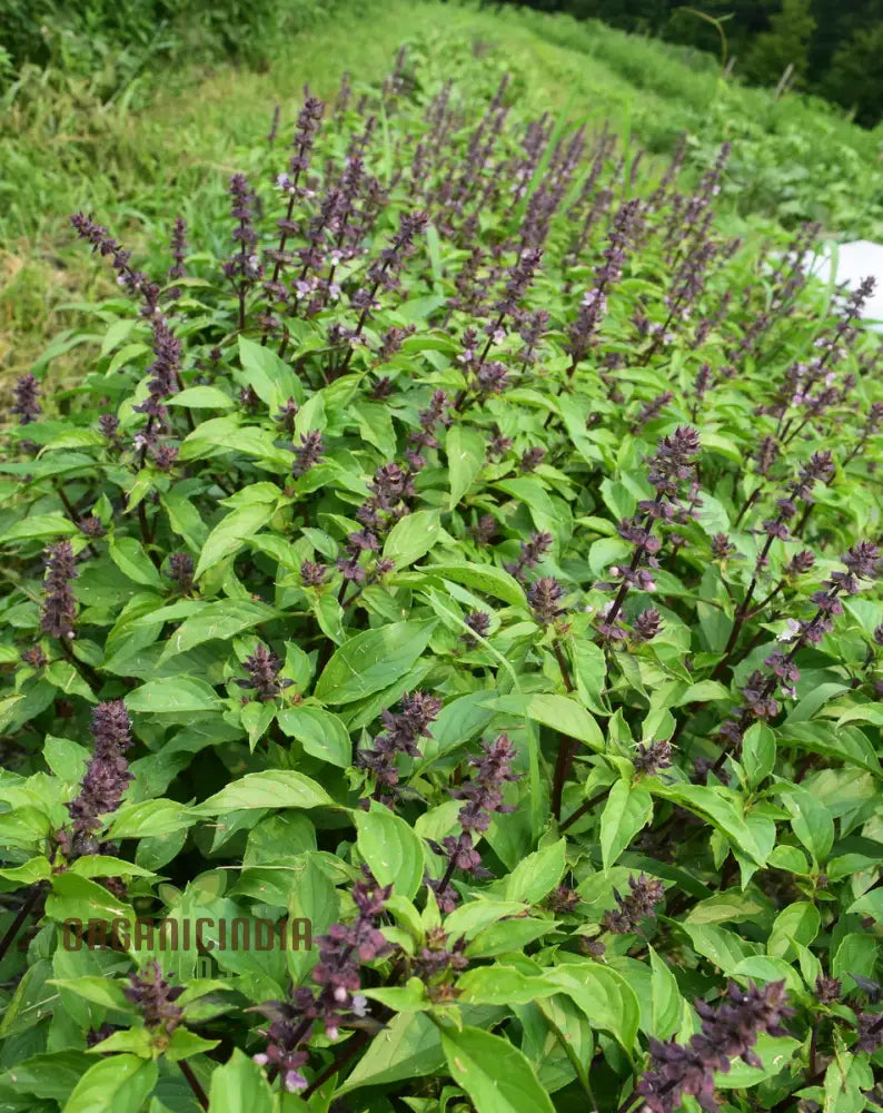 Thai Basil Seeds Growing in Containers – Ideal for Kitchen Gardens