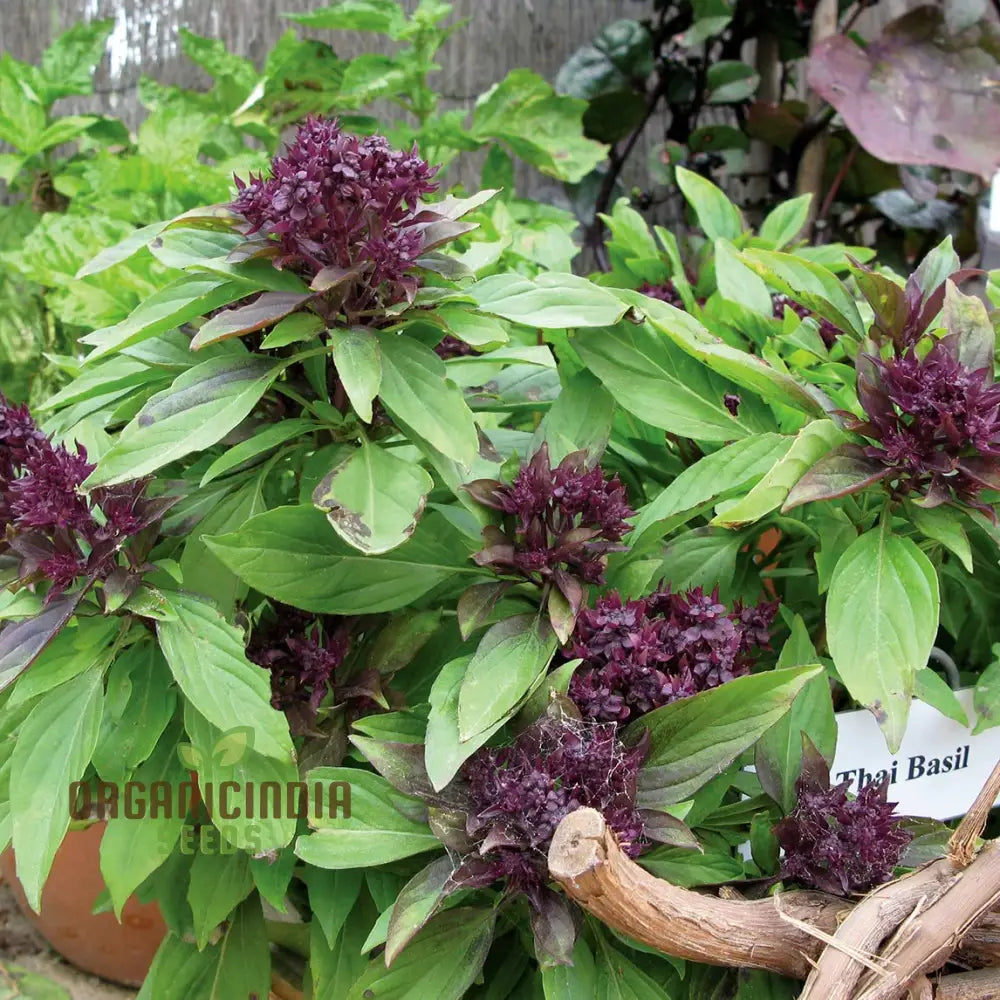 Thai Basil Seeds for Planting – Aromatic and Easy to Grow Herb Variety