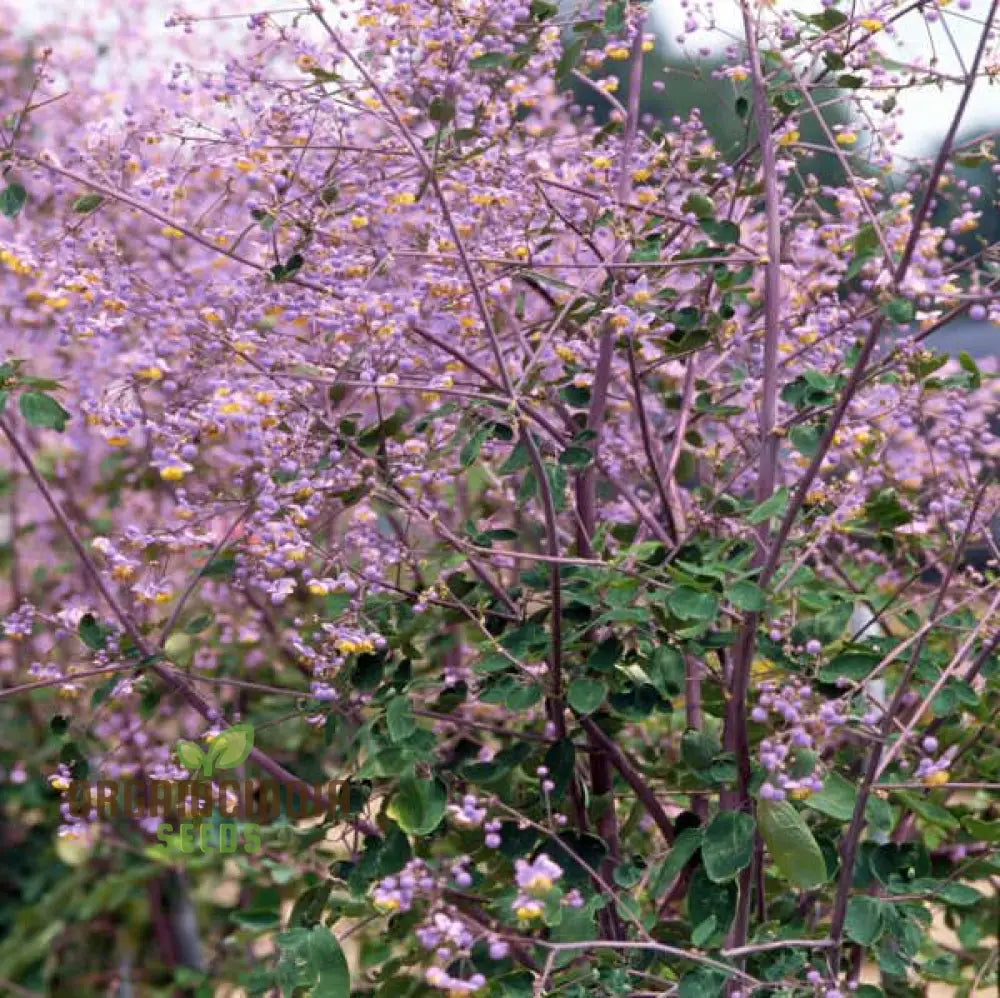 Thalictrum Rochebrunianum Growing in Shaded Garden