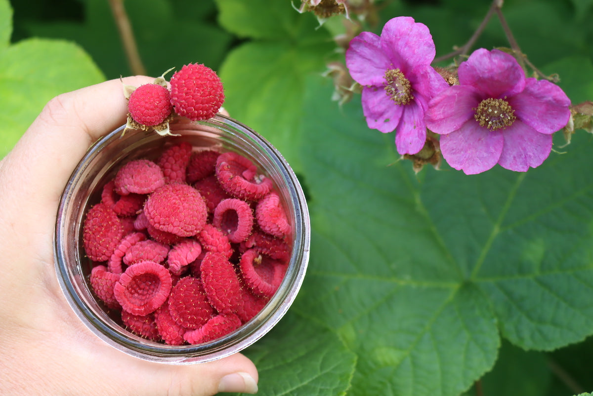 Soft Ripe Red Thimbleberry Fruit on Branch