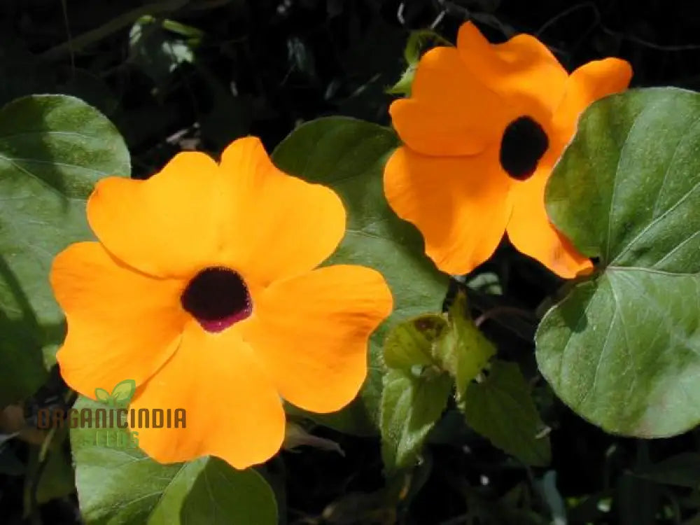 Thunbergia alata flower seeds vibrant climbing blooms