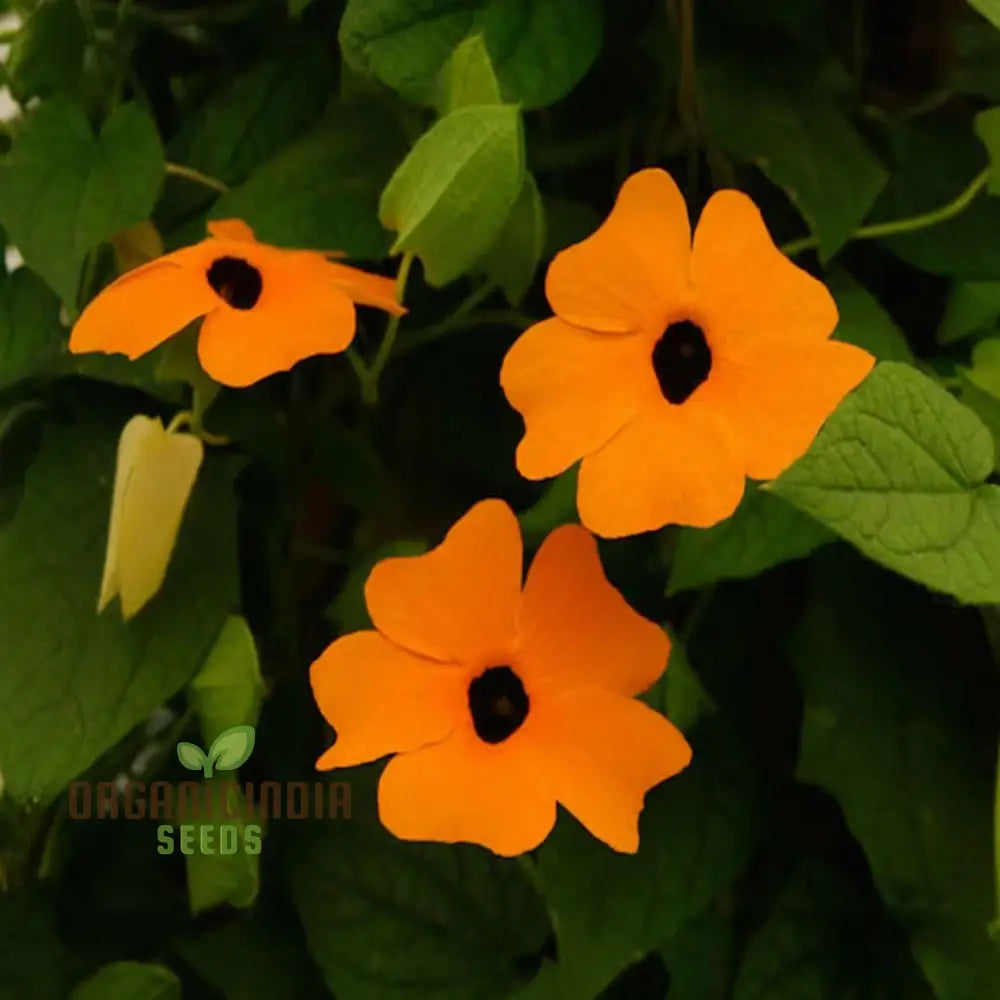 Thunbergia alata orange flower vine growing outdoors