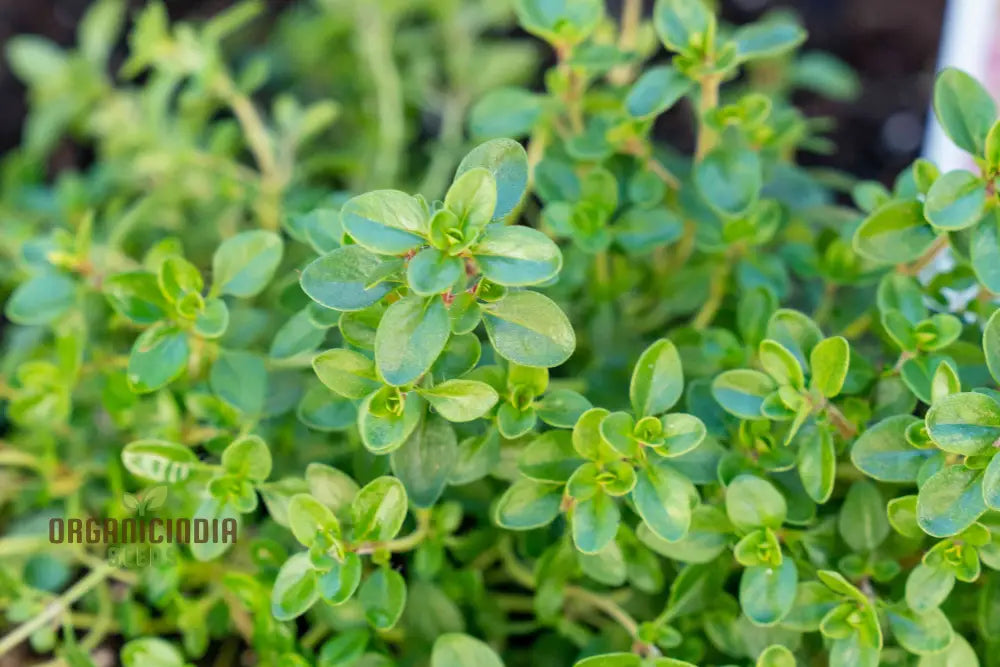 Thyme Herb Seeds Non-GMO for Planting Aromatic Garden Herbs