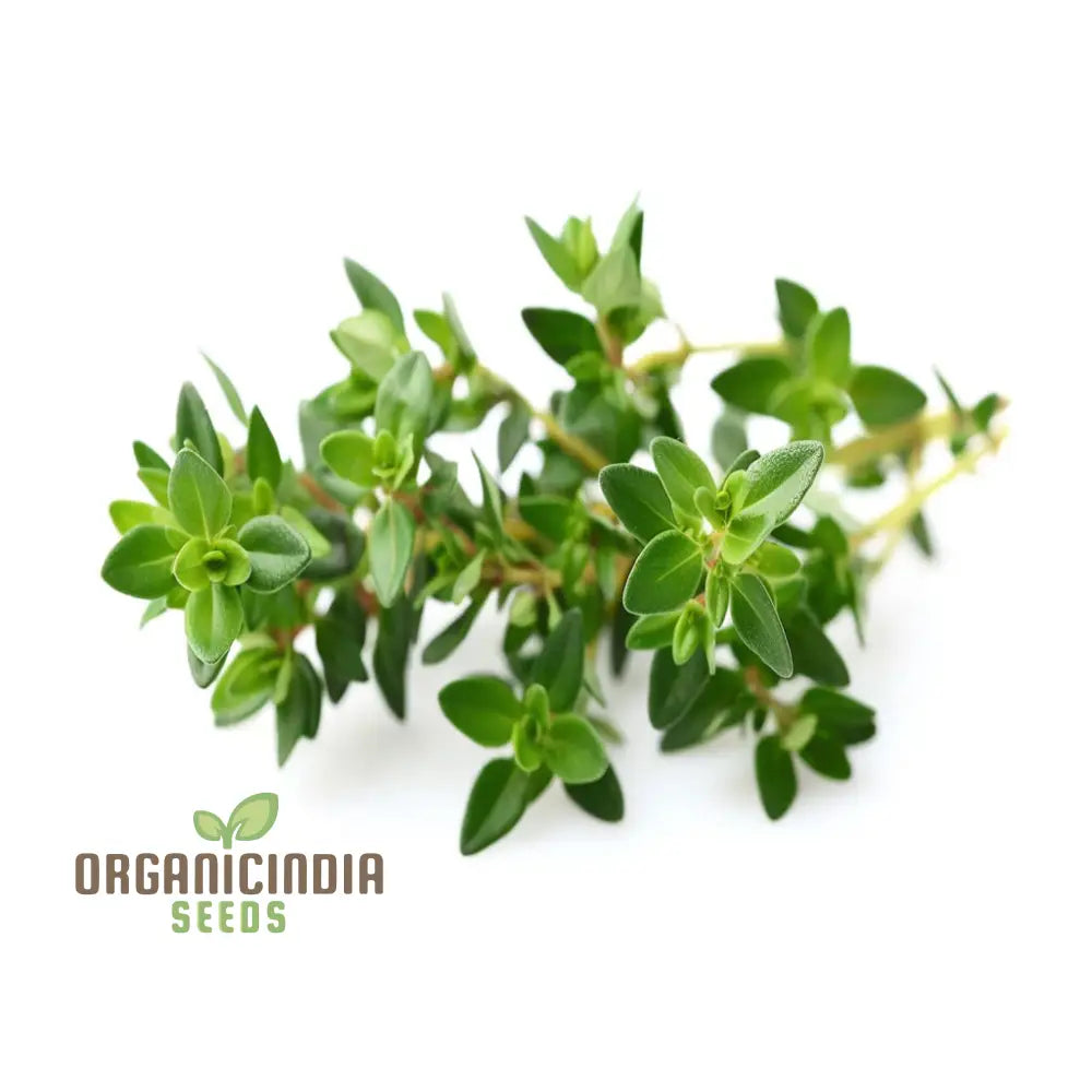 Non-GMO Thyme Herb Seeds for Planting Indoors or Outdoors
