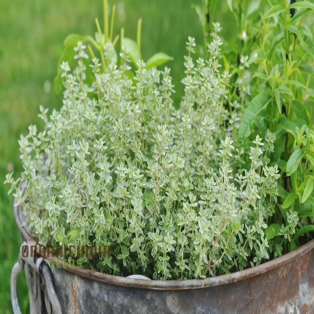 Thyme Plant Growing in Garden Bed for Kitchen Use