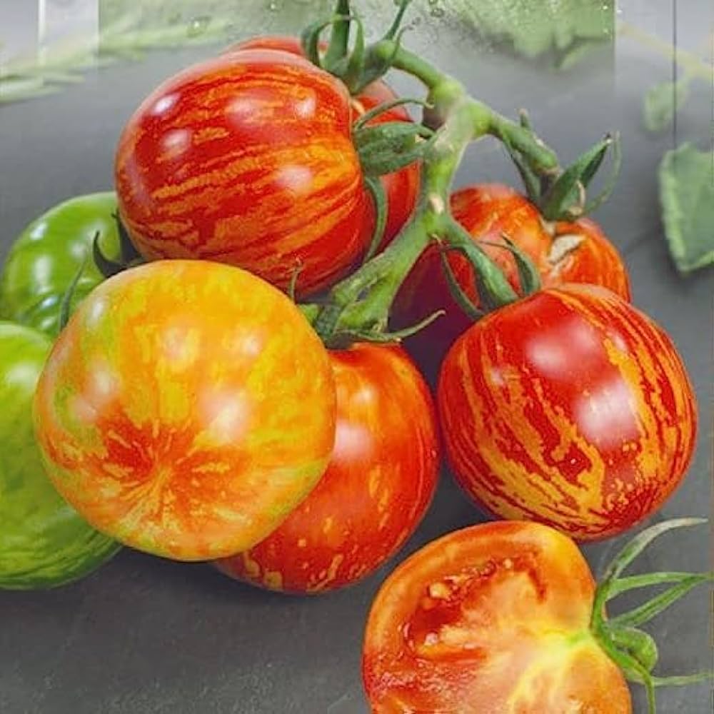 Tigerella Tomatoes on Vine Heirloom Red-Yellow Striped Fruits