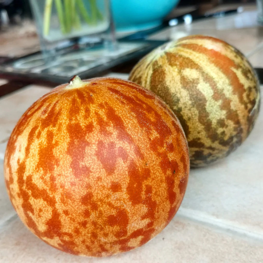 Tigger Tiger Melon seedlings growing