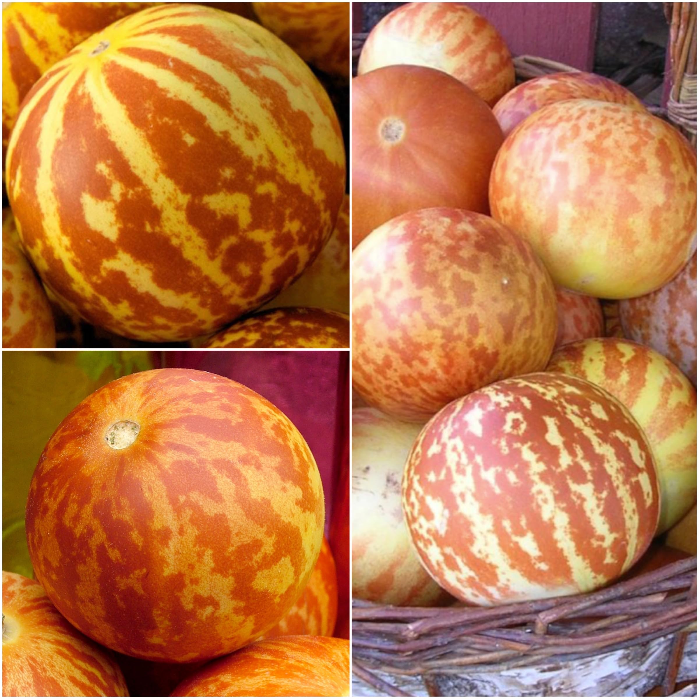 Tigger Tiger Melon vines in garden