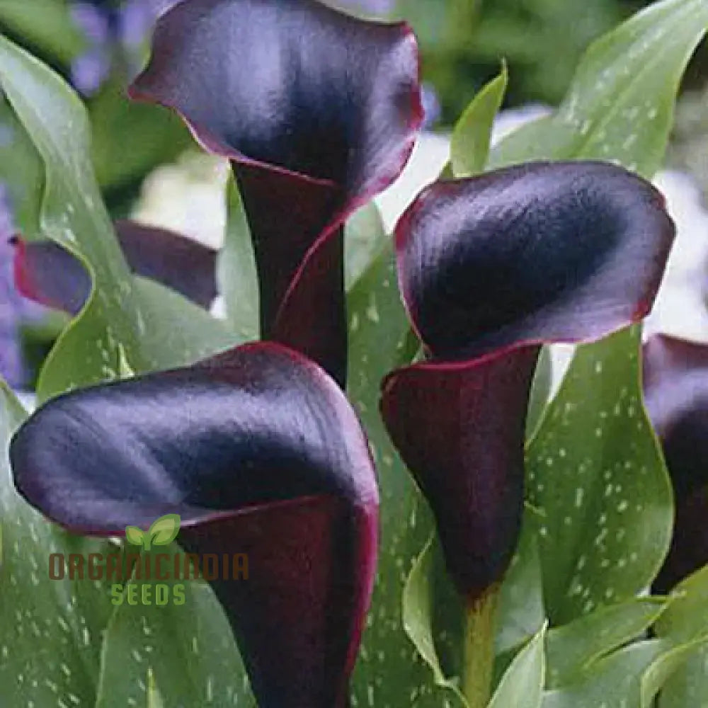 Zeitlos schöne Calla-Lilienzwiebeln für Ihre Oase im Freien (3 Zwiebeln zum Einpflanzen)