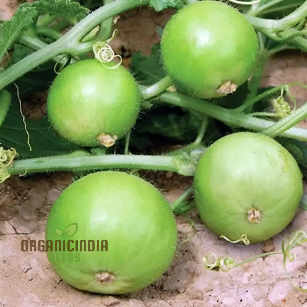 Healthy Tinda Plant Grown from Indian Round Gourd Seeds