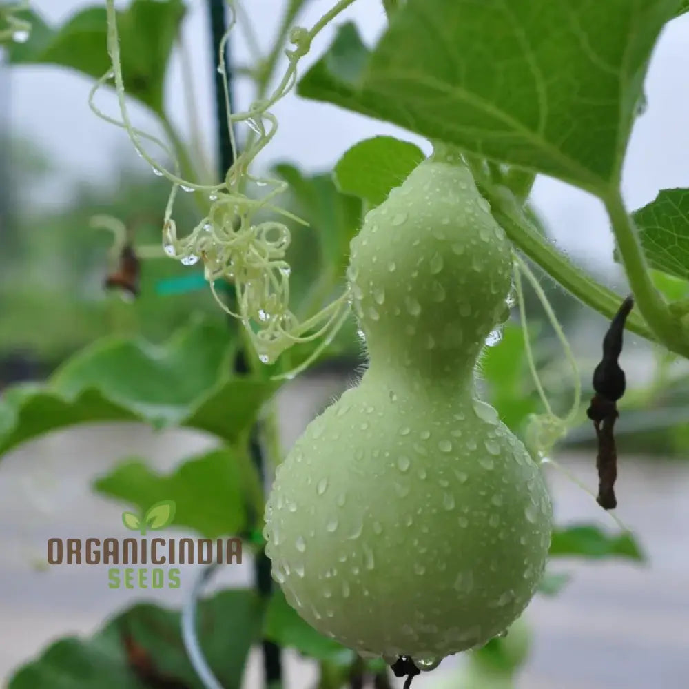 Tiny Bottle Gourd Seeds for Planting, Premium Non-GMO Variety